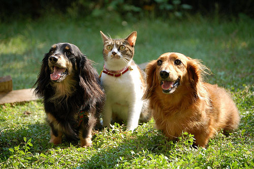 ペットと暮らして得られる効果は？