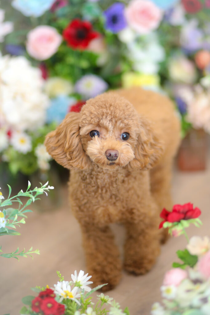 【9月度わんわん撮影会①】