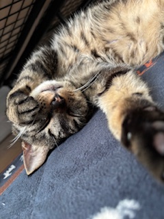 【うちの子紹介①】キジトラの長女・ソラちゃん🐾