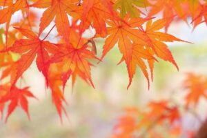 秋がやってきました！