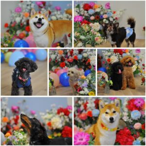 【11月度わんわん撮影会】