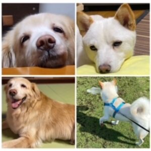我が家の愛犬をご紹介します！
