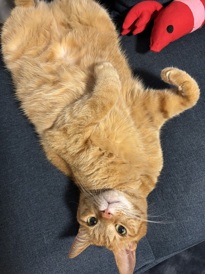 【うちの子紹介②】茶トラの長男・チョコ🐾